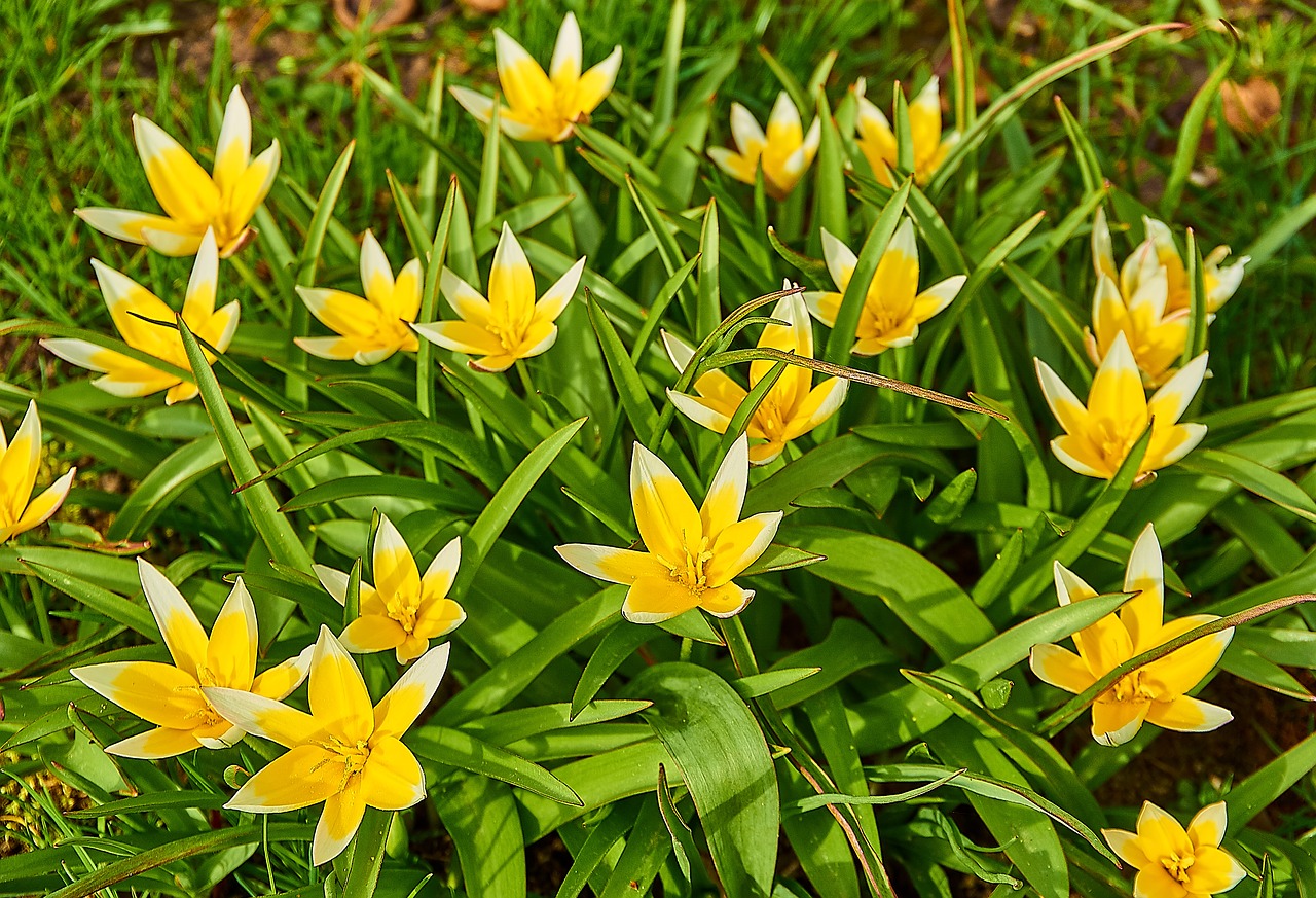 tarda tulip  tulipa tarda  star-tulip free photo