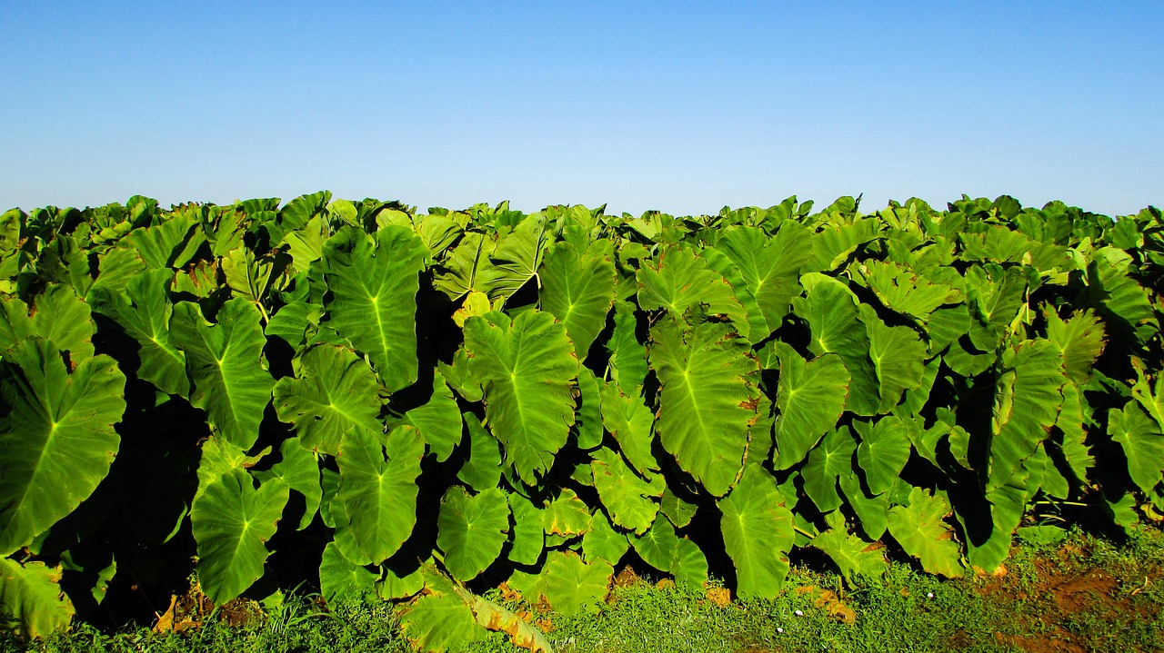 taro leaves food free photo