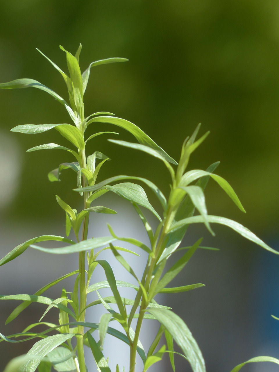 tarragon plant kitchen herb free photo