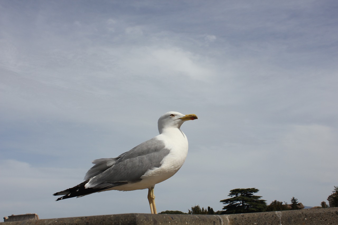 tarrock heaven blue free photo