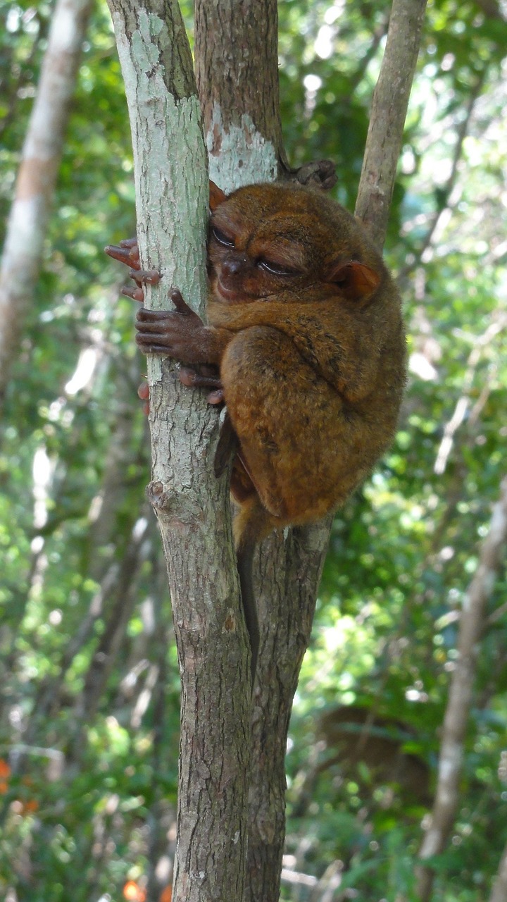 tarsier tourism peaceful free photo