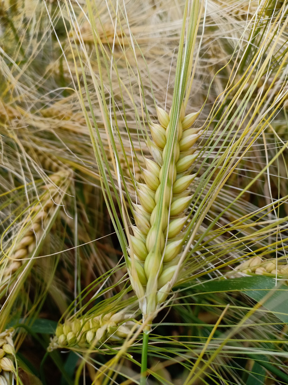 tarweaar  wheat  triticum free photo