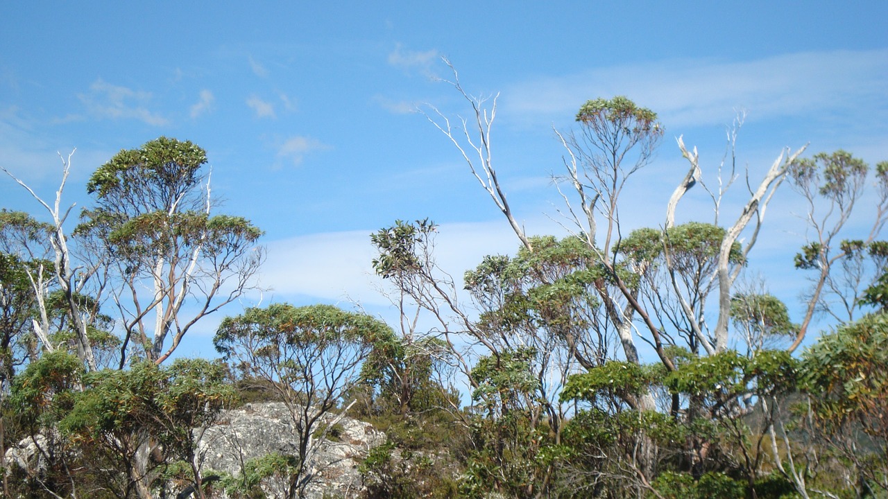 tasmania australia trees free photo