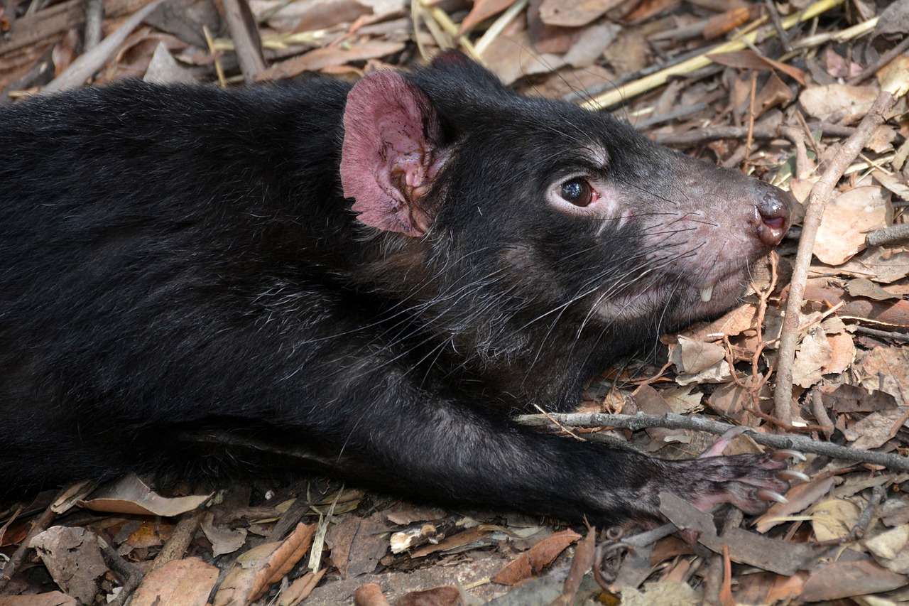 tasmanian devil sarcophilus harrisii species free photo