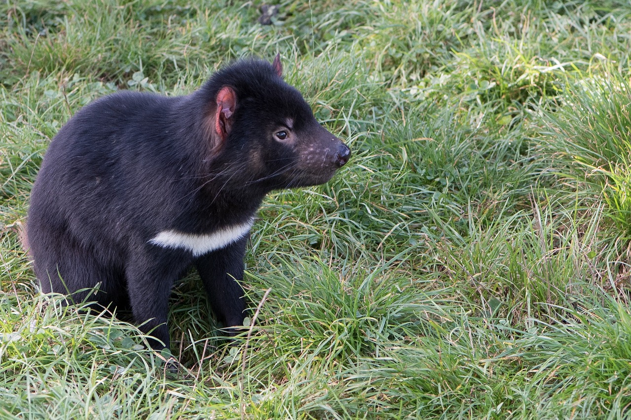 tasmanian devil tasmania marsupial free photo