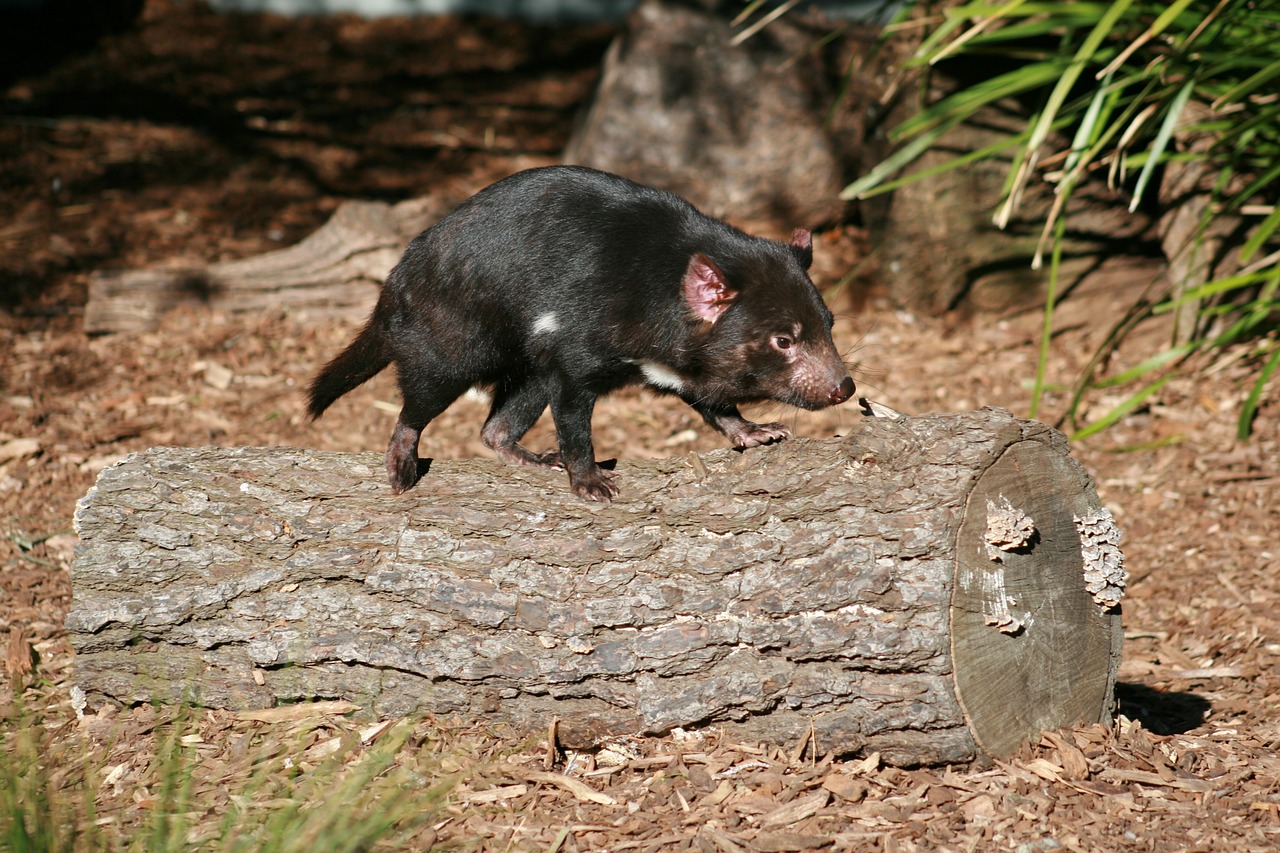 tasmanian devil australian wildlife free photo