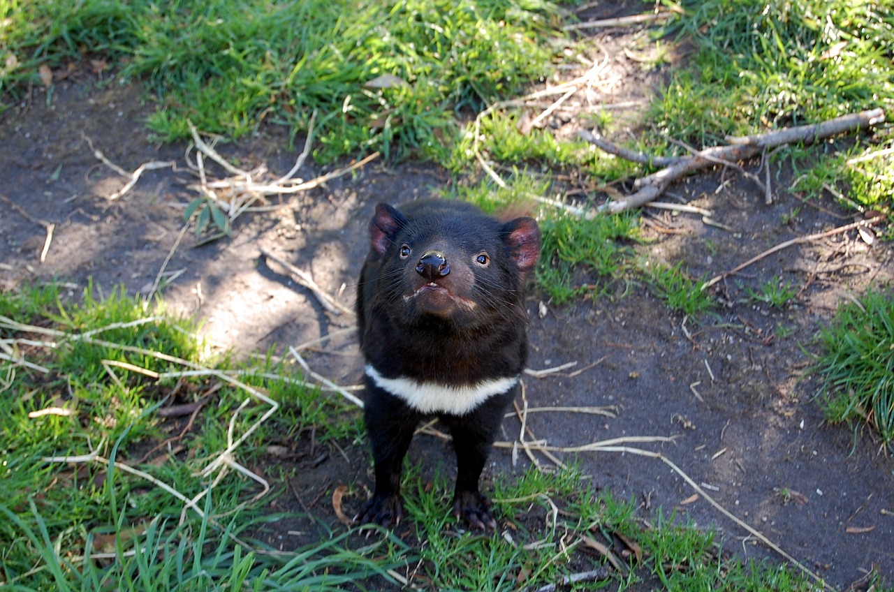 tasmanian devil tasmania animal free photo