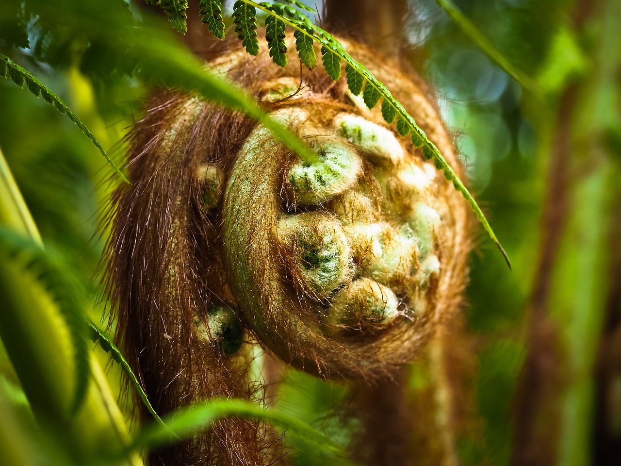 tasmanian fern fern plant free photo