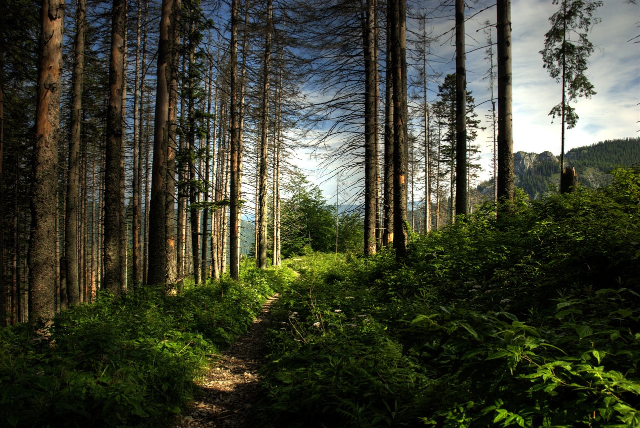 tatry poland czarwone valleys free photo