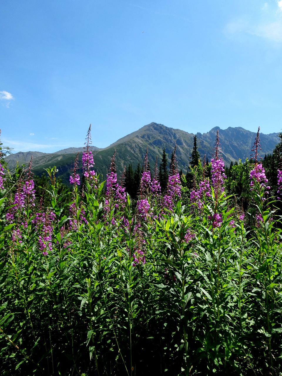 tatry poland mountains free photo