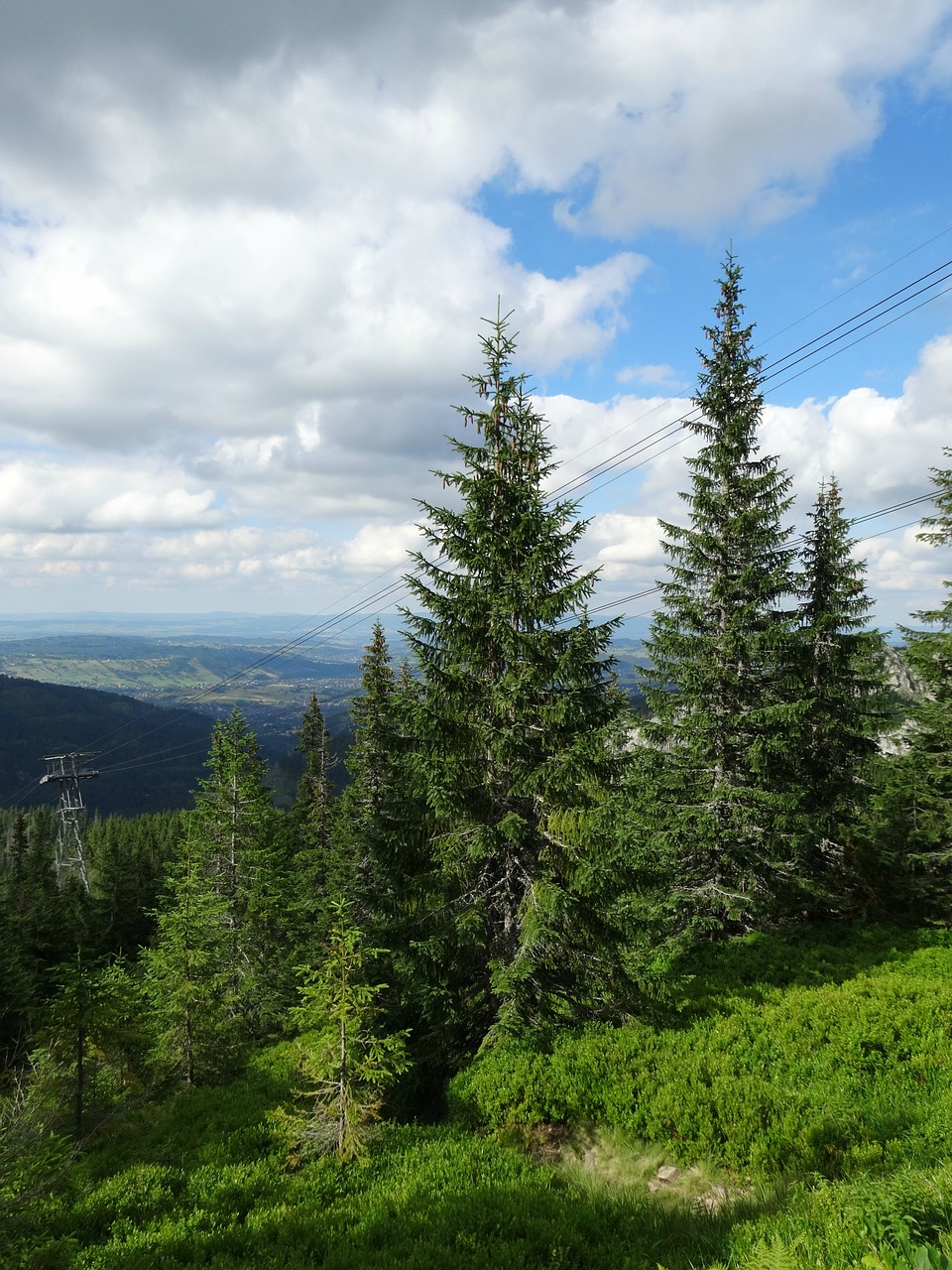 tatry mountains tree free photo