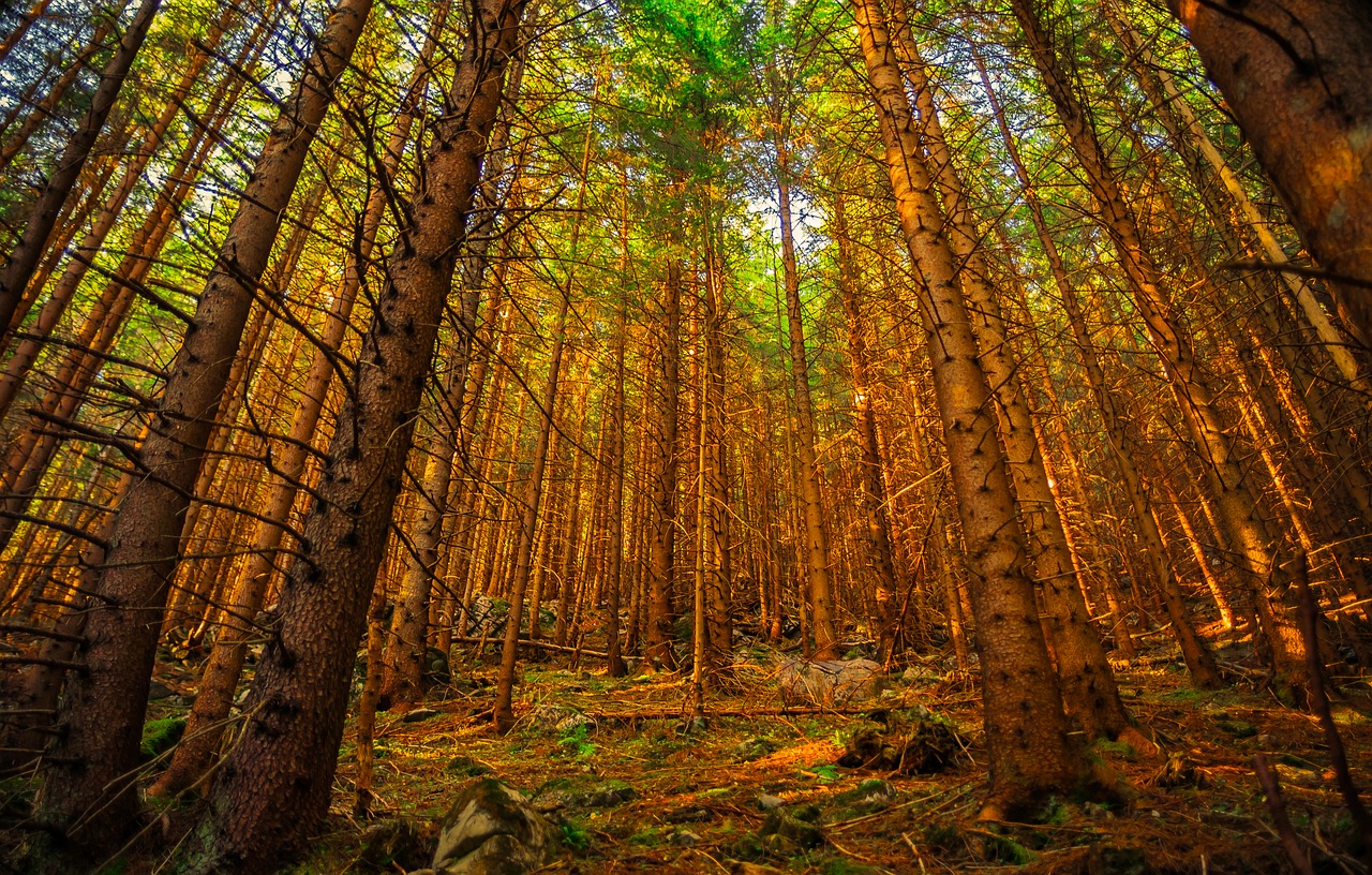 tatry  buried  landscape free photo