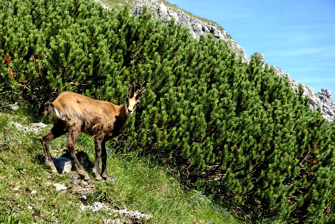 tatry slovakia landscape free photo