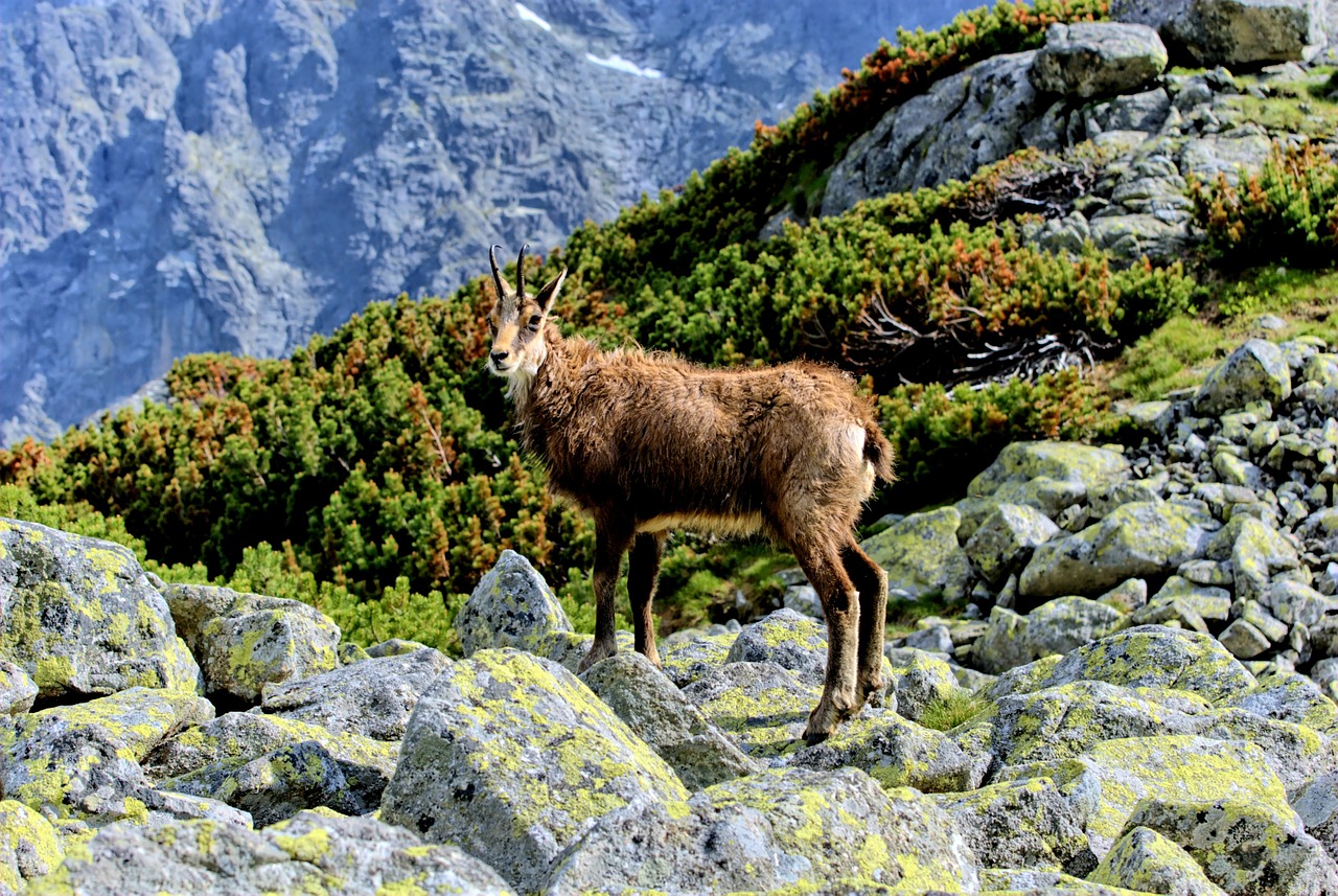 tatry slovakia landscape free photo