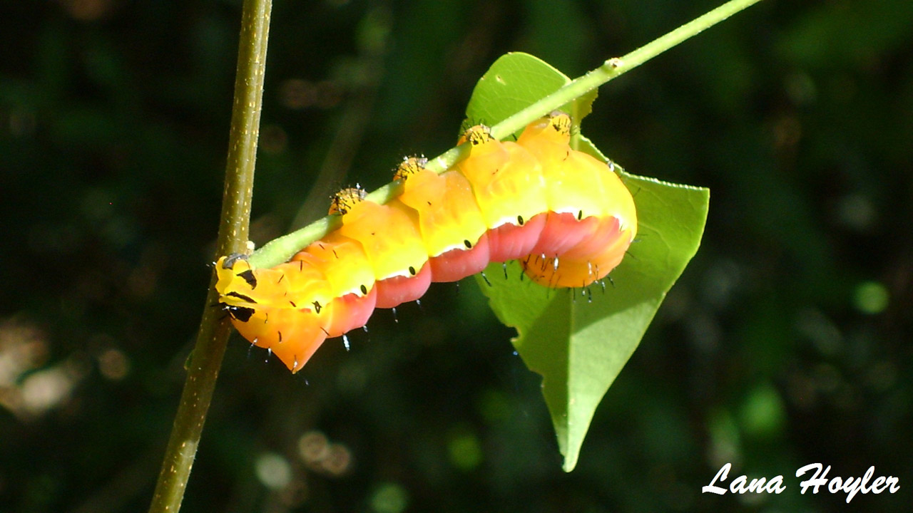 caterpillar yellow caterpillar free pictures free photo