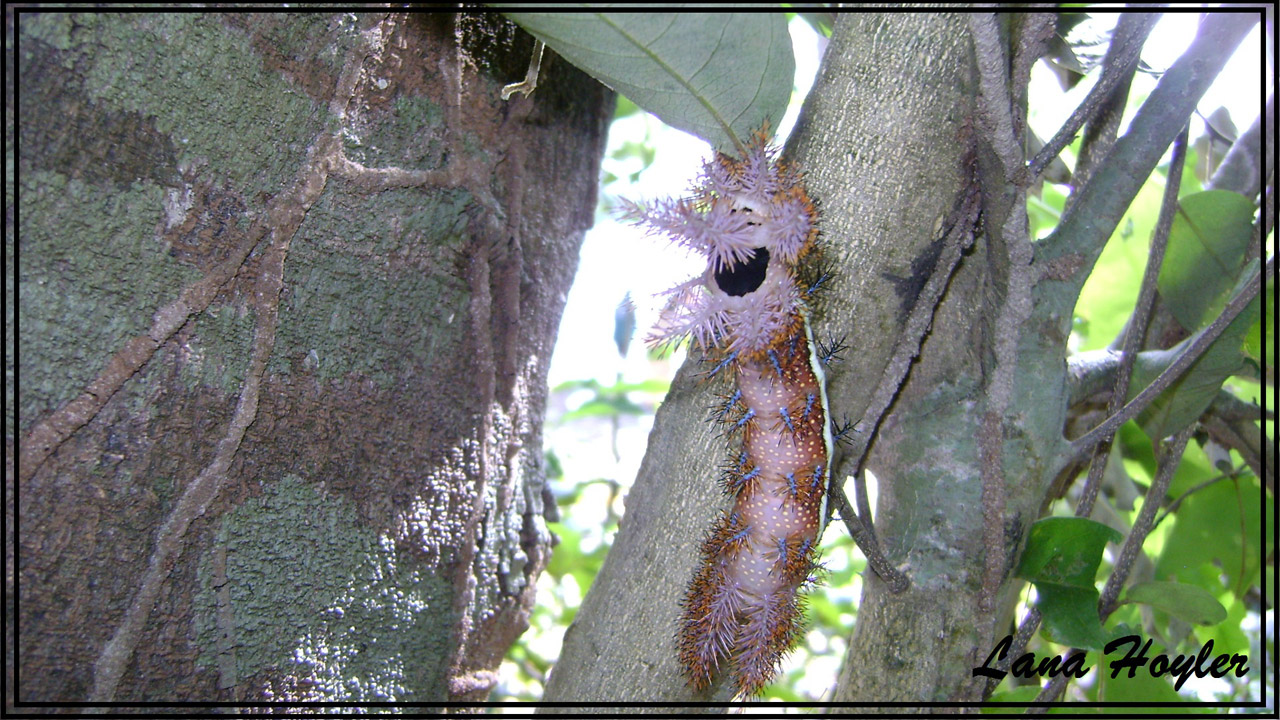 brown caterpillar brown caterpillar free photo