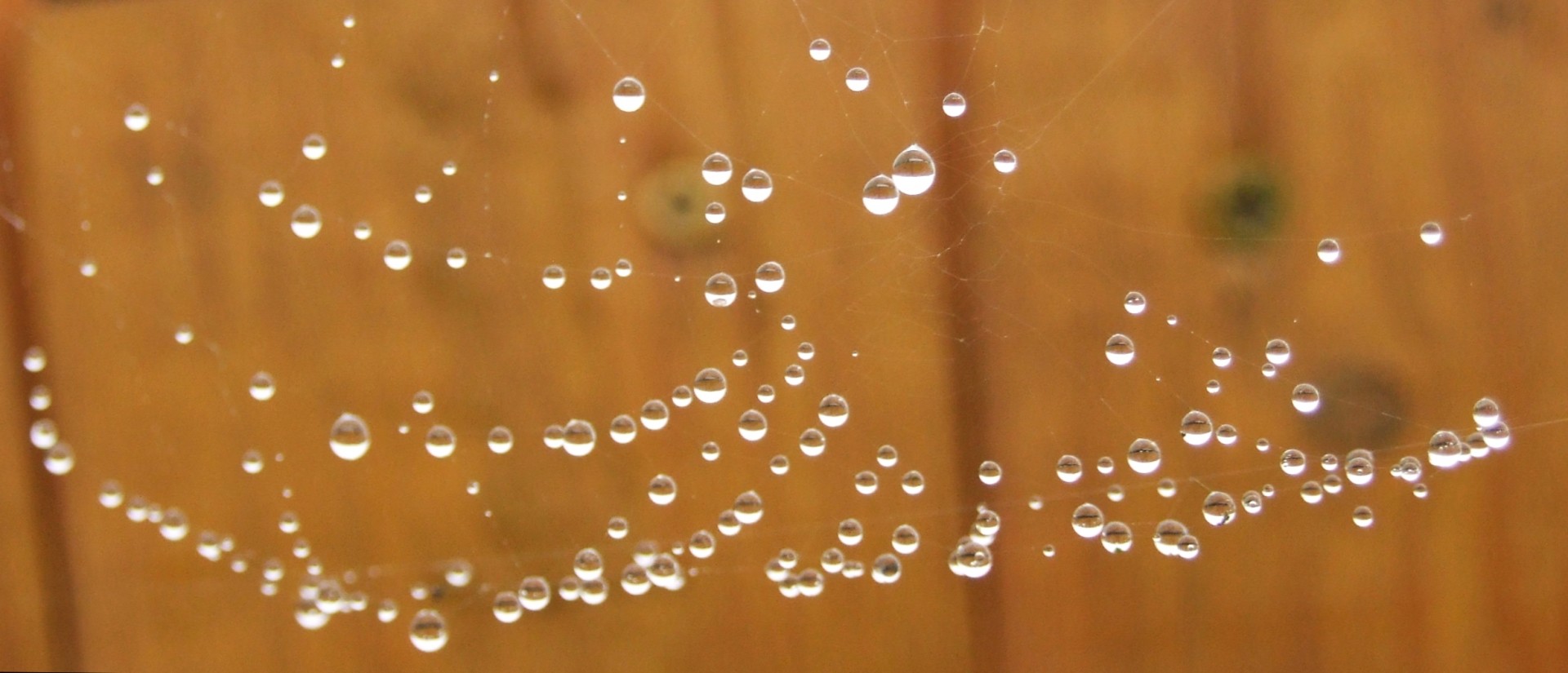 cobweb pearls water spider free photo