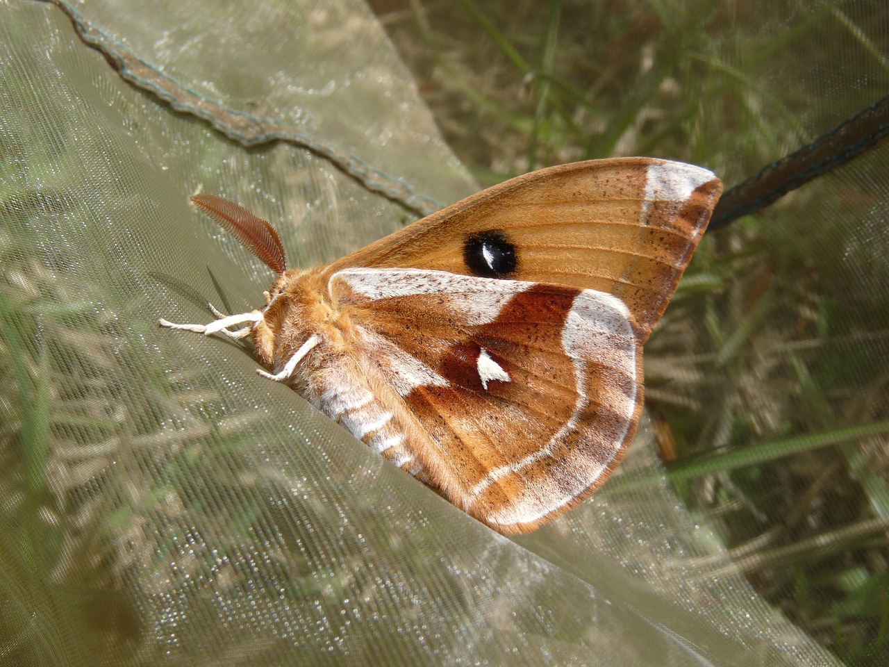 tau emperor moth saturniidae free photo