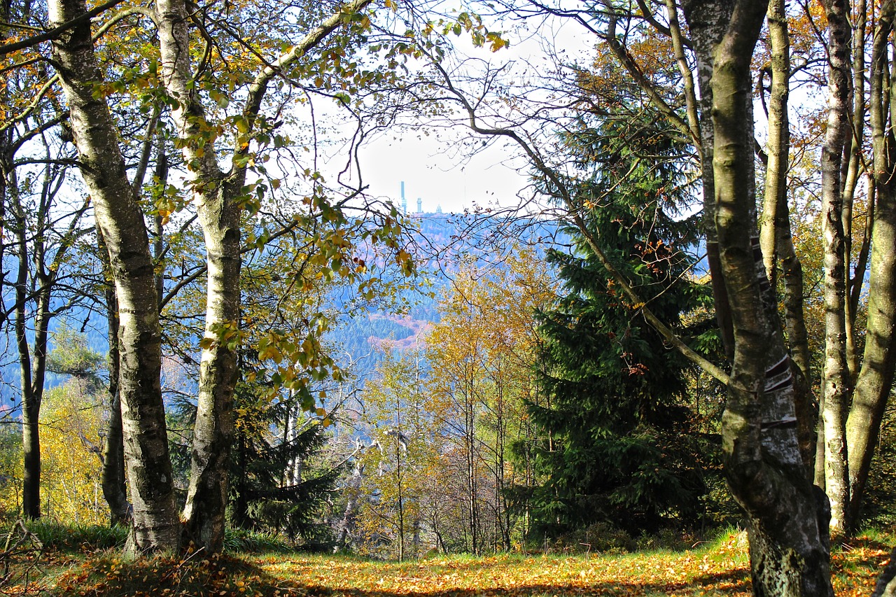 taunus feldberg autumn forest free photo