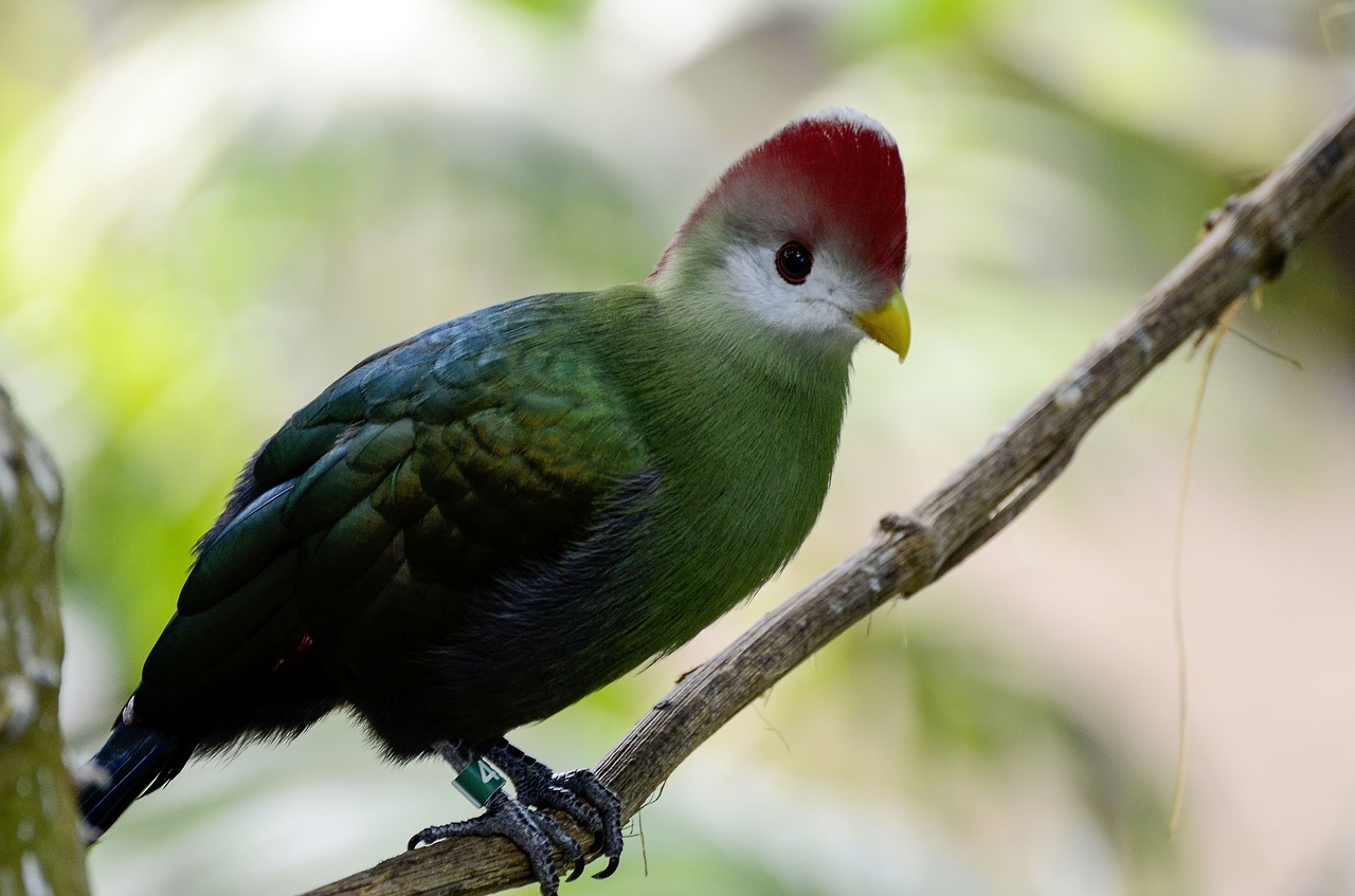 tauraco erythrolophus rotschopfturako bird free photo