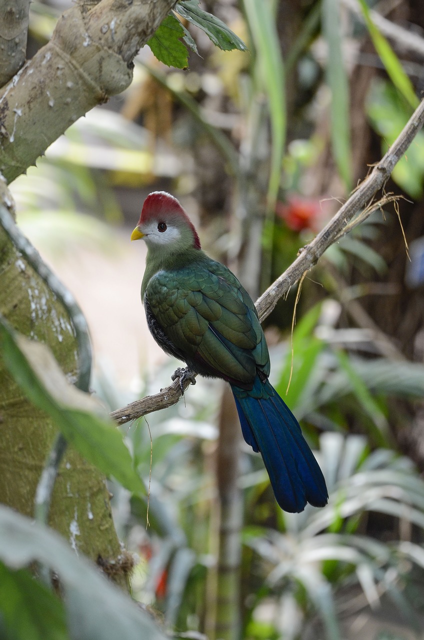 tauraco erythrolophus rotschopfturako bird free photo