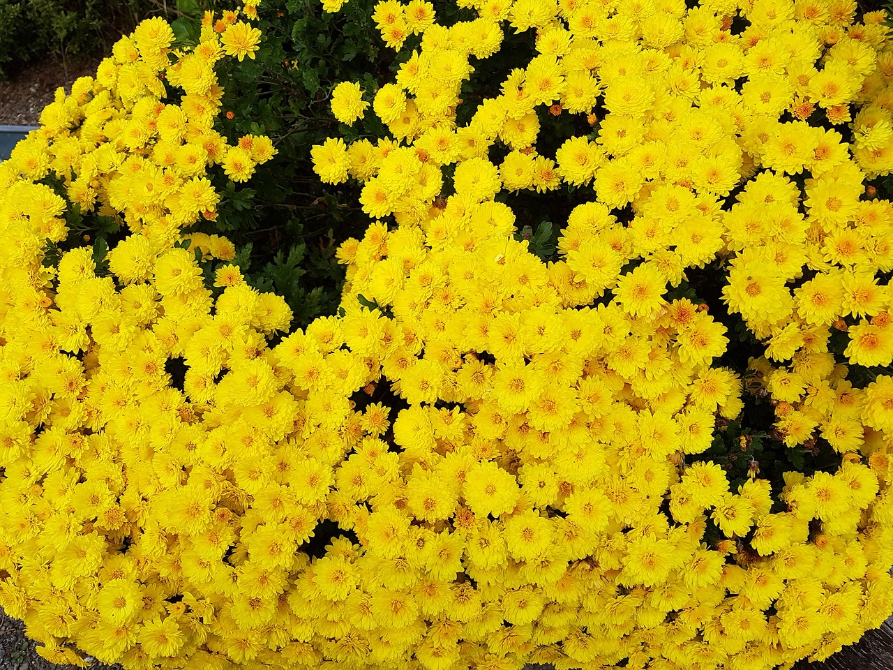 taurus country yellow chrysanthemums fall flowers free photo