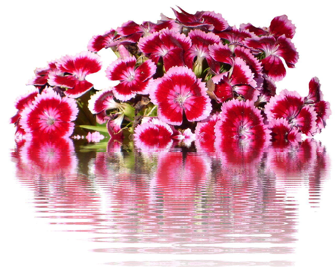 tausendschön flowers graphic free photo