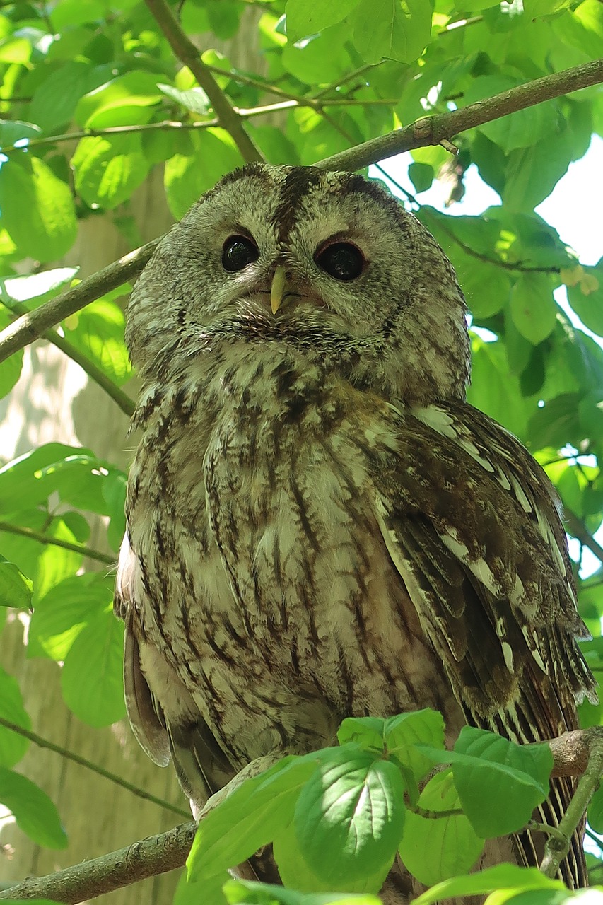 tawny  strix aluco  tawny owl free photo