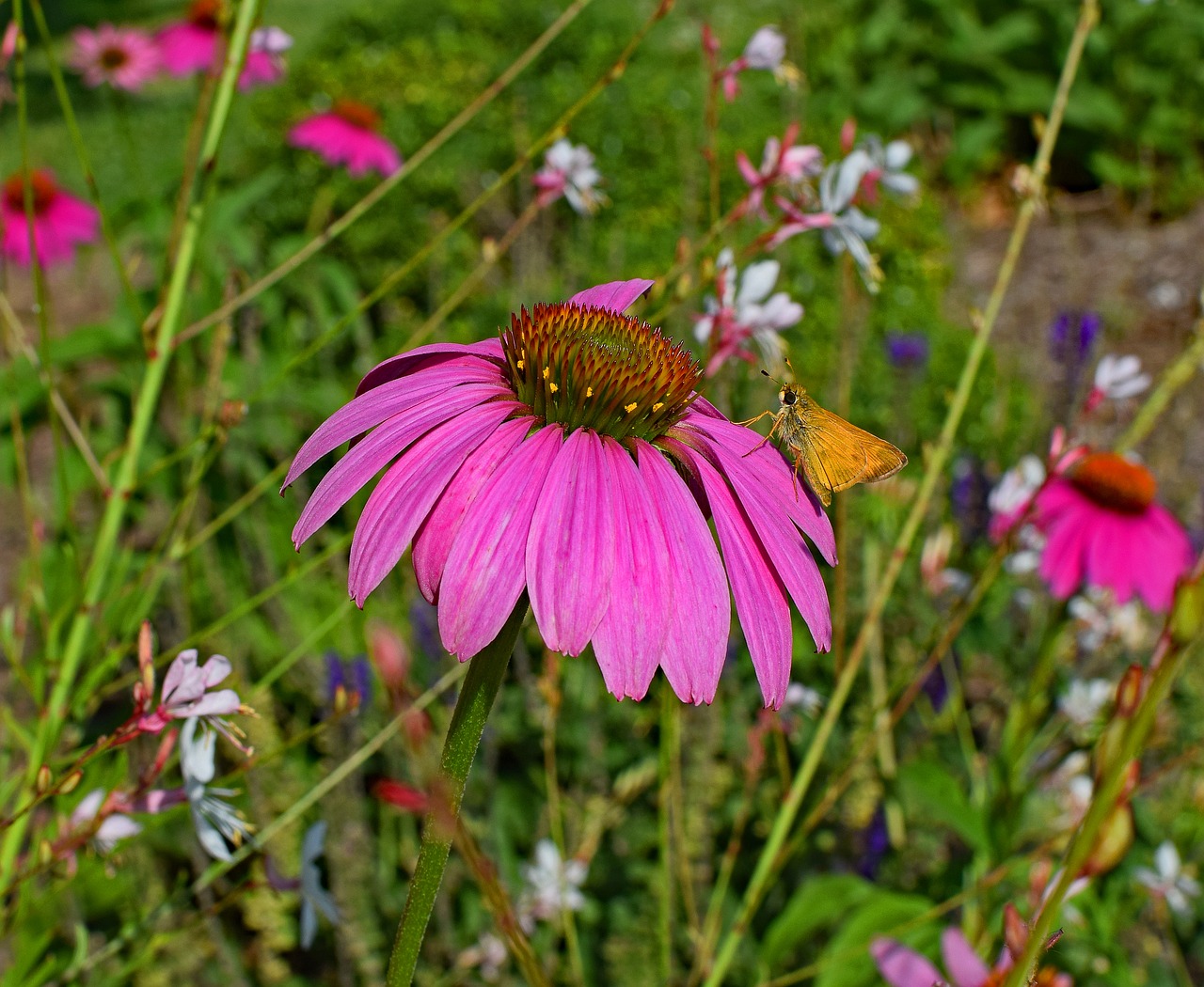 tawny-edged skipper butterfly pink free photo