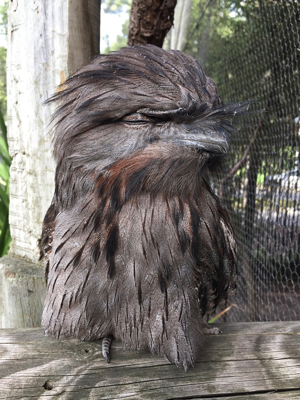 tawny frogmouth bird frogmouth free photo