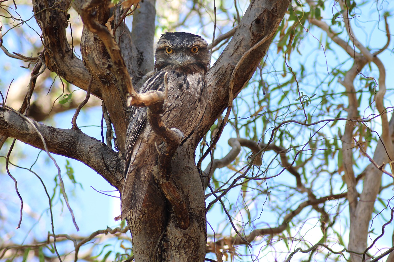 tawny frogmouth  nocturnal bird  camouflage free photo