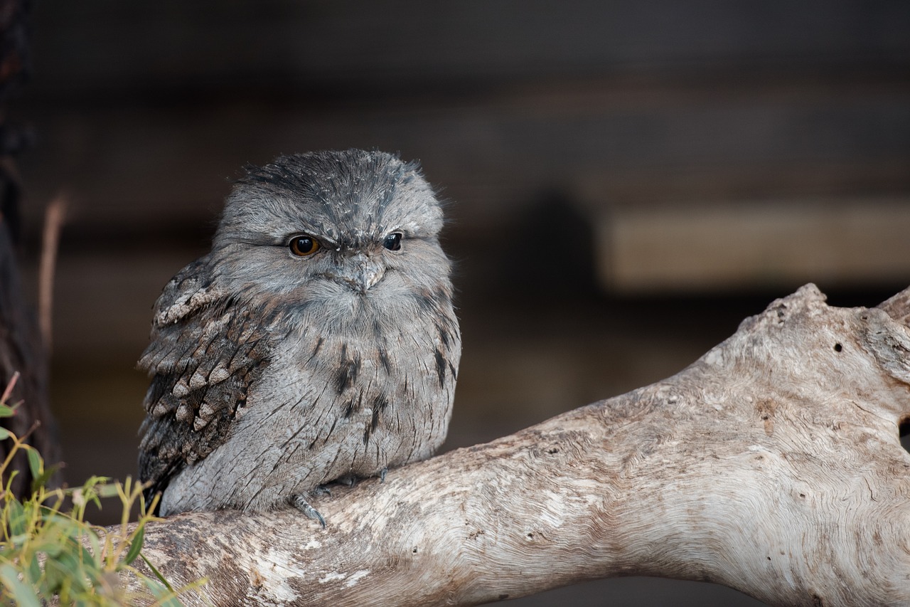 tawny frogmouth  chick  frogmouth free photo