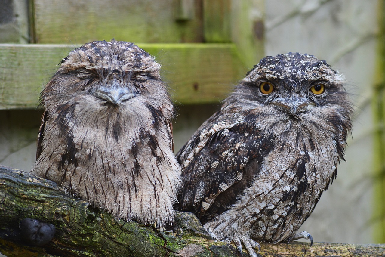 tawny frogmouth owl owl predator free photo