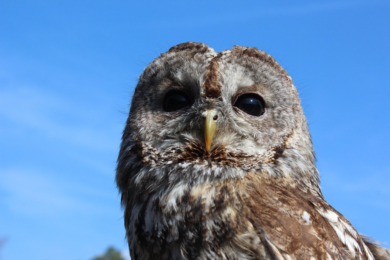 tawny owl owl bird free photo