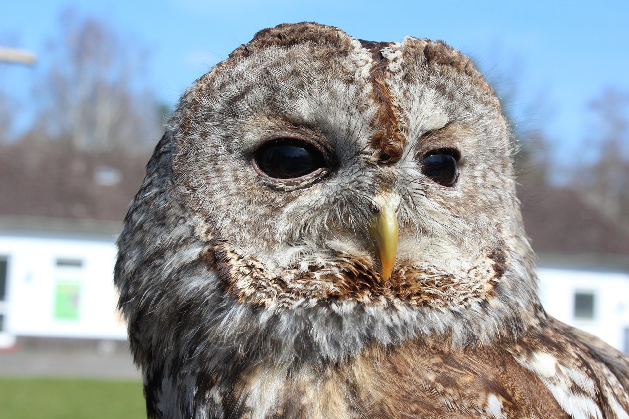 tawny owl strix aluco owl free photo