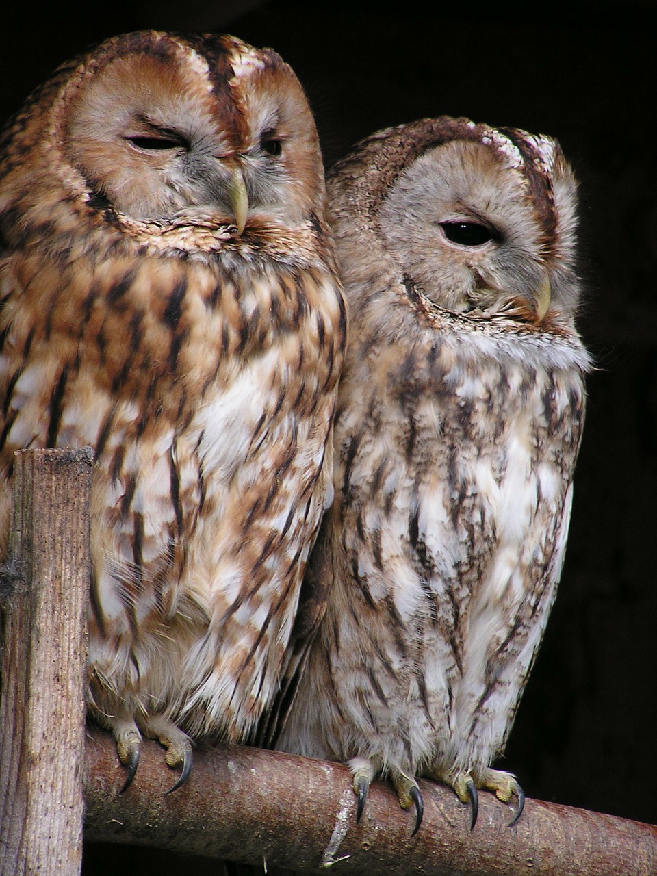 tawny owl owl bird free photo