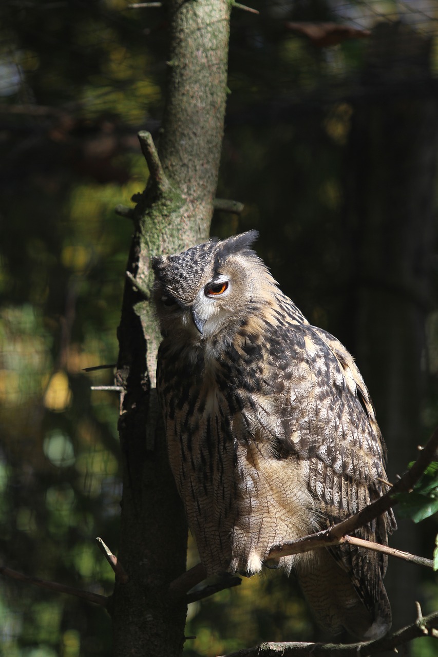 tawny owl eagle owl raptor free photo