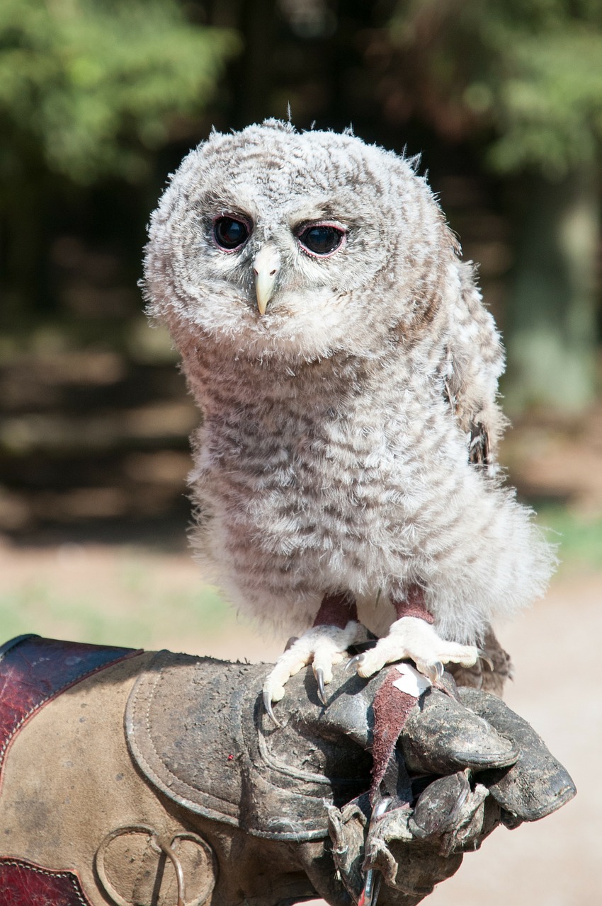 tawny owl breeding free deer free photo