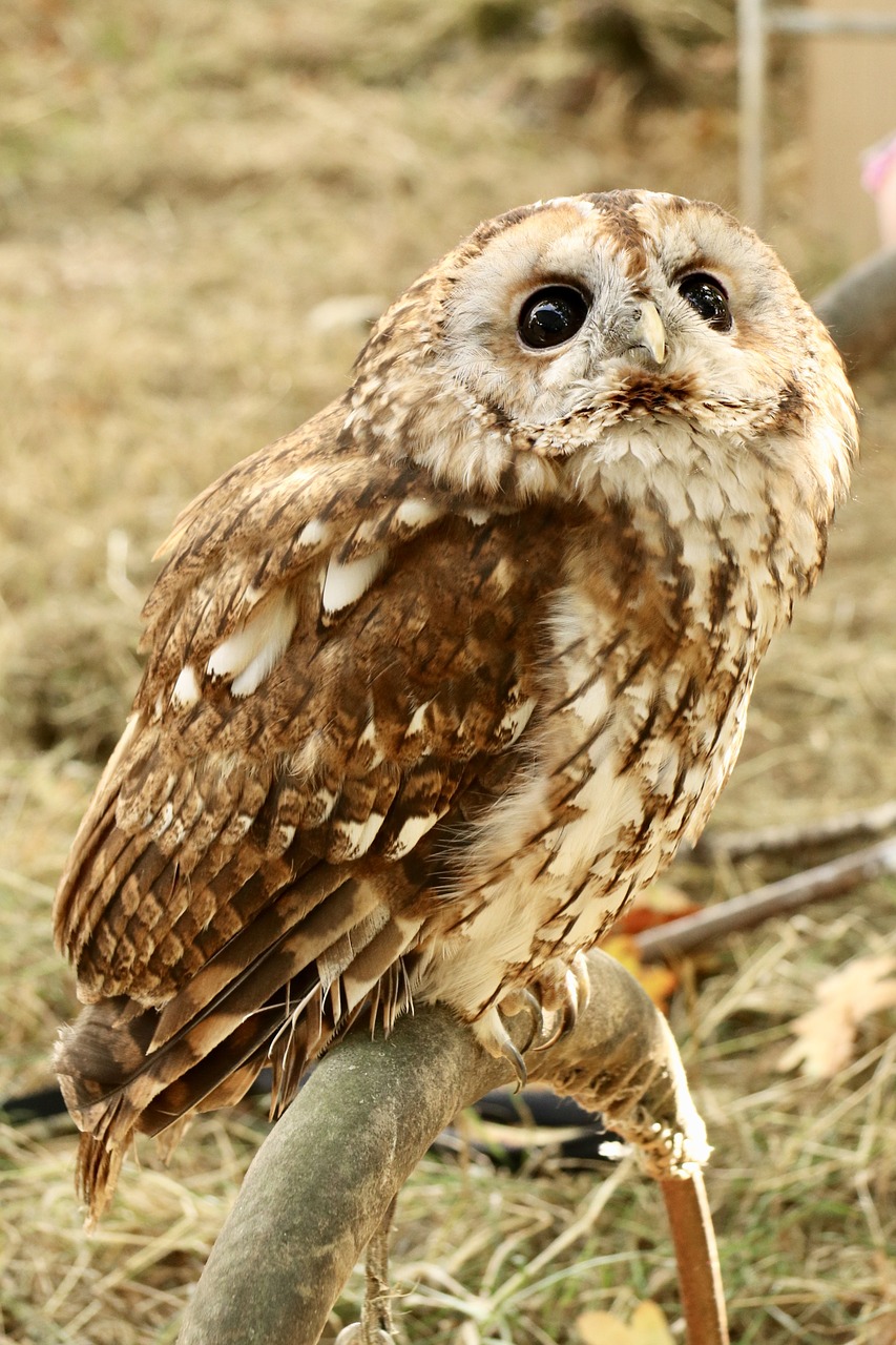 tawny owl  owl  nocturnal bird free photo