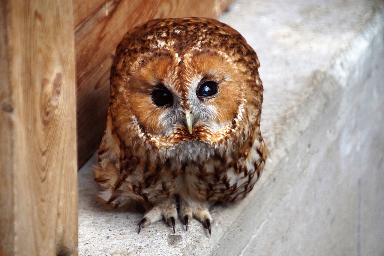 tawny owl  owl  predator free photo