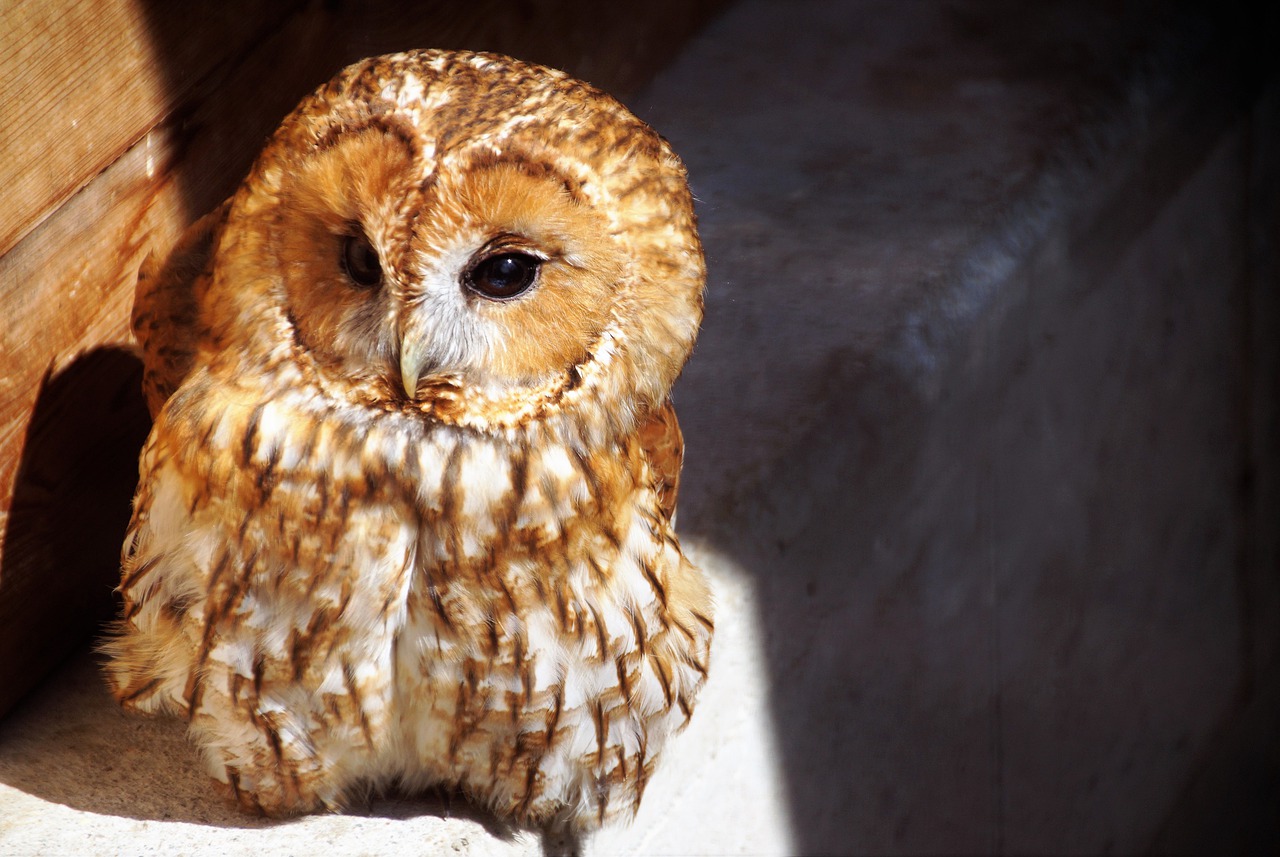 tawny owl  owl  predator free photo