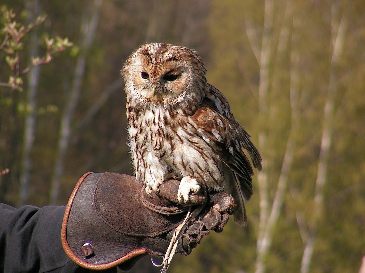 tawny owl owl falconry free photo