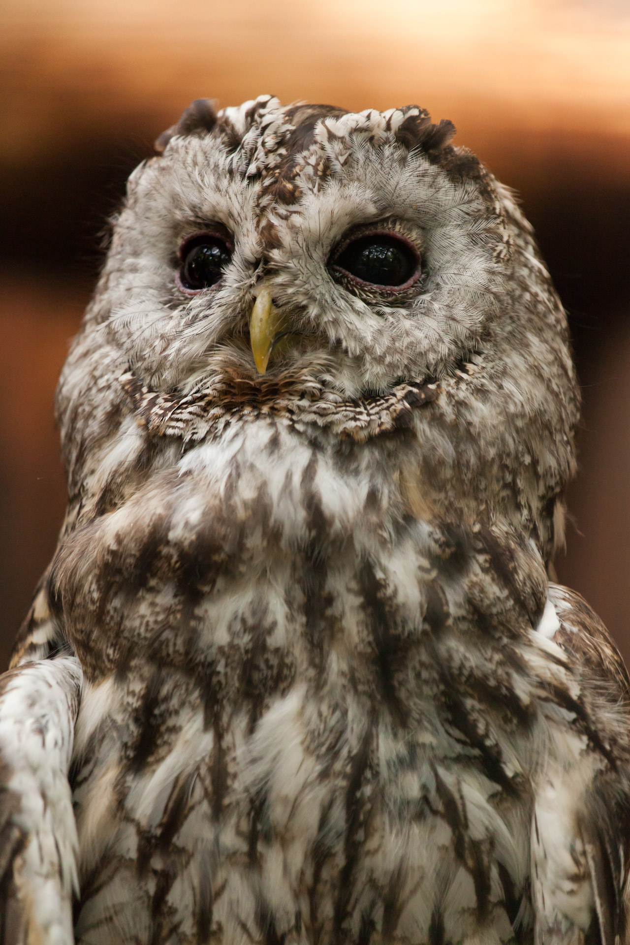 animal beak bird free photo