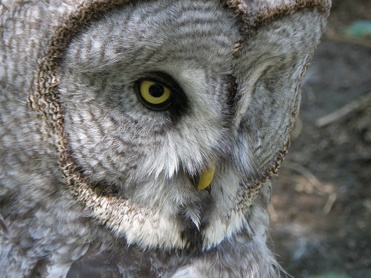 tawny vulture tawny owl owl free photo