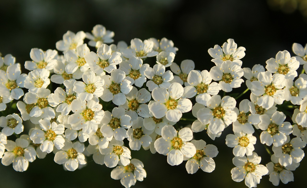 tawuła  white flowers  spring free photo