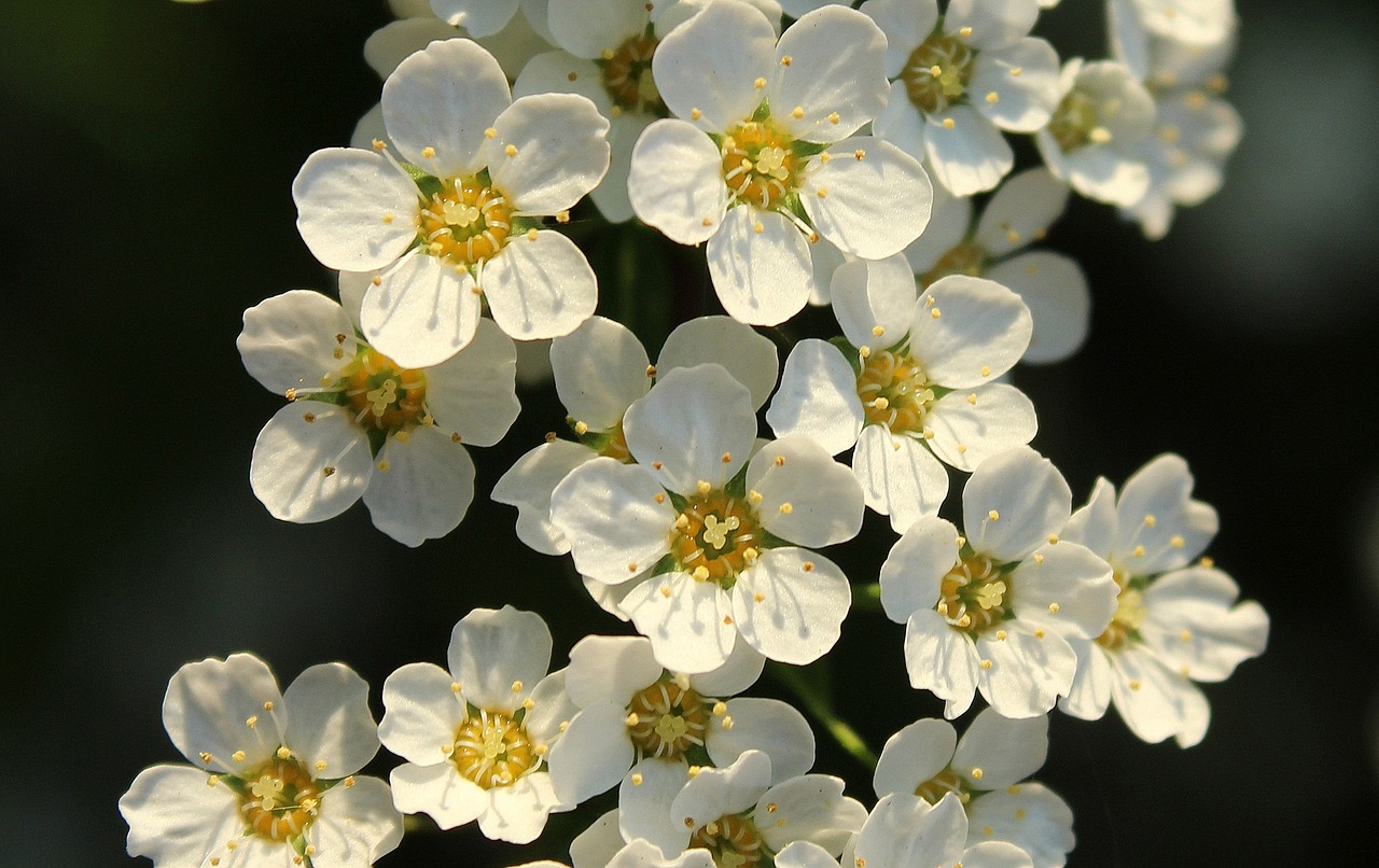 tawuła  bush  white flowers free photo