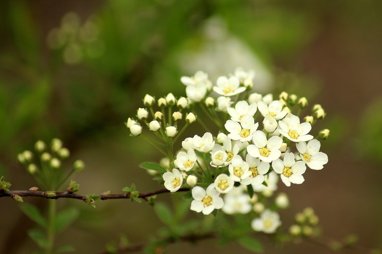 tawuła  bush  ornamental shrubs free photo