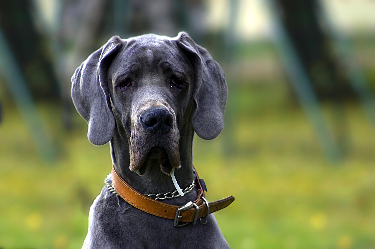 dog black portrait free photo