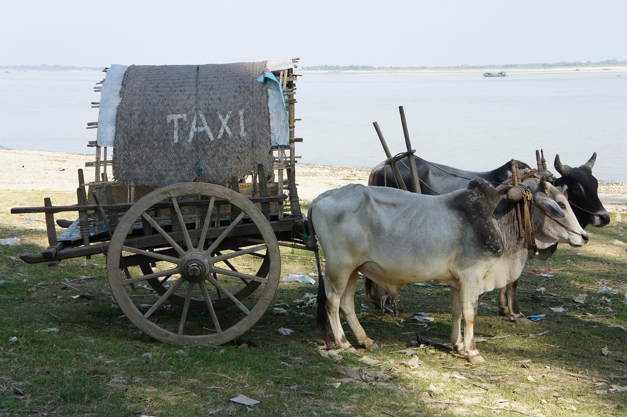 taxi cattle cart free photo