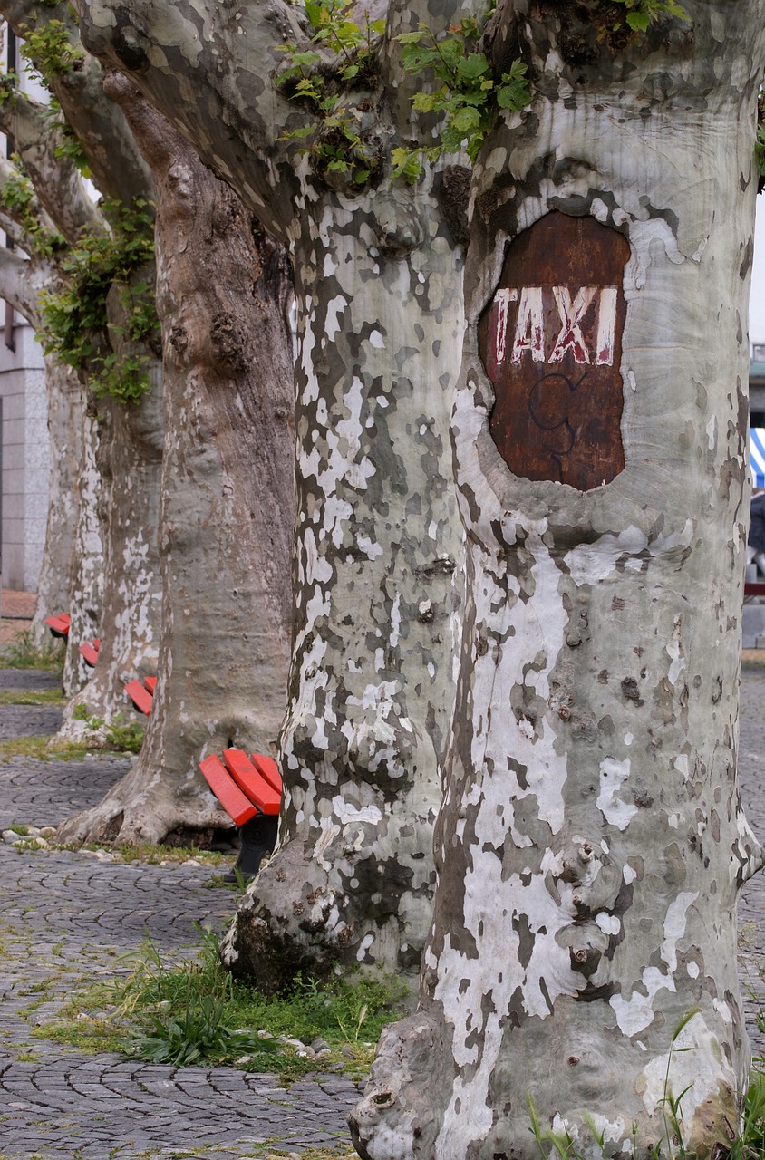 taxi stop tree free photo